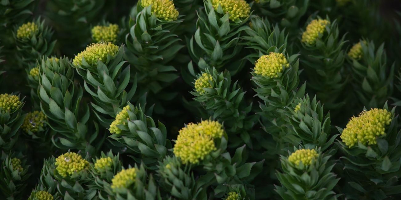 Rhodiola