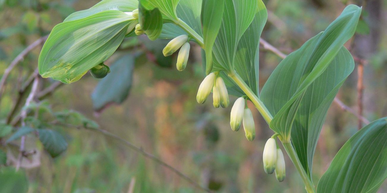 Sigillo di Salomone