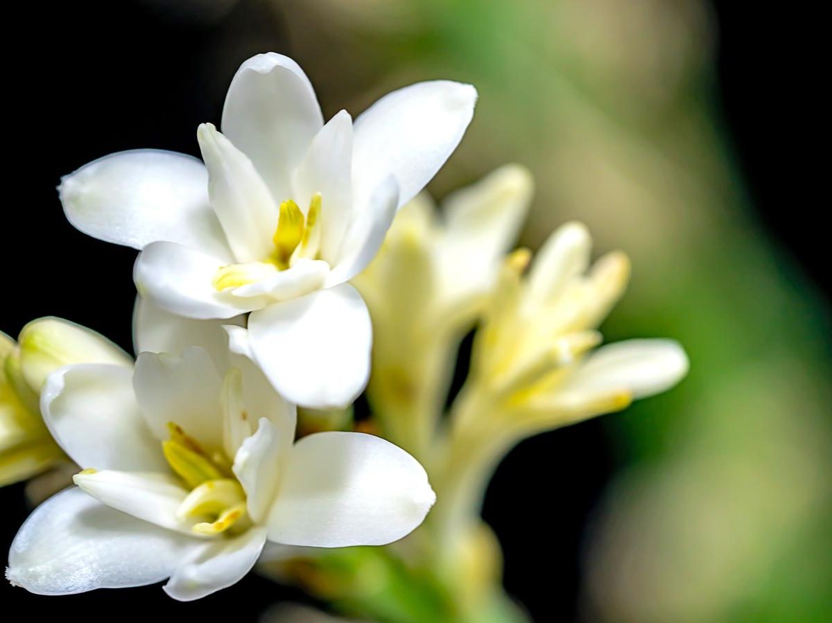 Tuberosa